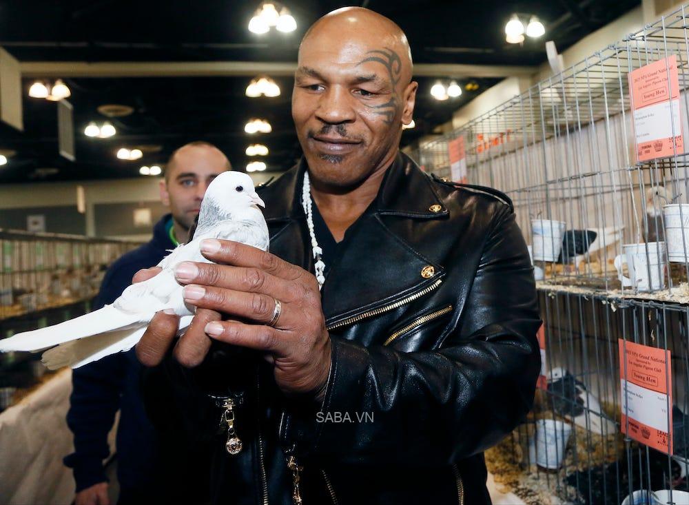 Mike Tyson có tình yêu mãnh liệt với bồ câu